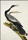 John James Audubon Black Bellied Darter painting